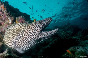 Maldives 2021 - Murene leopard  - Blackspotted morey  - Gymnothorax favagineus - DSC00858_rc